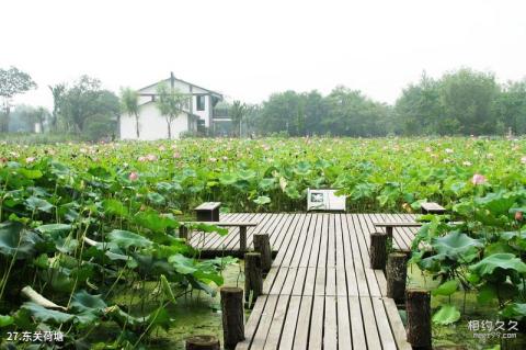 杭州西溪湿地洪园景区旅游攻略 之 东关荷塘