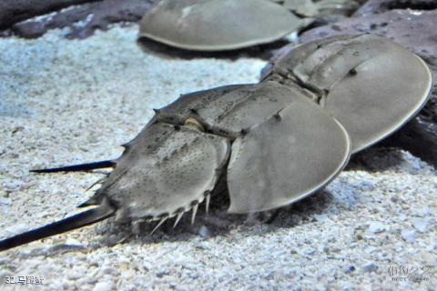 上海海洋水族馆旅游攻略 之 马蹄蟹