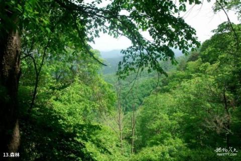 梅河口鸡冠山景区旅游攻略 之 森林