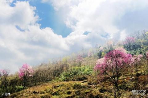 绵阳北川药王谷旅游攻略 之 药林