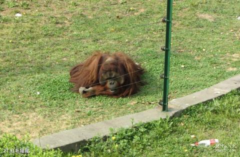 南京红山森林动物园旅游攻略 之 红毛猩猩