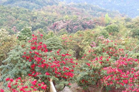 毕节百里杜鹃旅游攻略 之 杜鹃