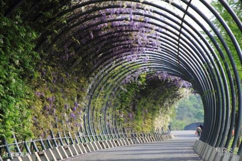 上海辰山植物园旅游攻略 之 紫藤花海