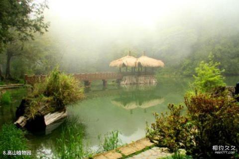 台湾阿里山景区旅游攻略 之 高山植物园