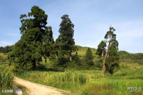 丽水云中大漈景区旅游攻略 之 古树群