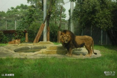 重庆动物园旅游攻略 之 非洲狮馆
