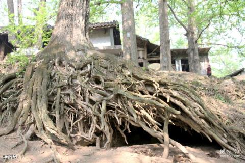 盘县古银杏风景区旅游攻略 之 古树