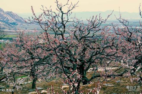 北京凤凰岭自然风景公园旅游攻略 之 杏花村