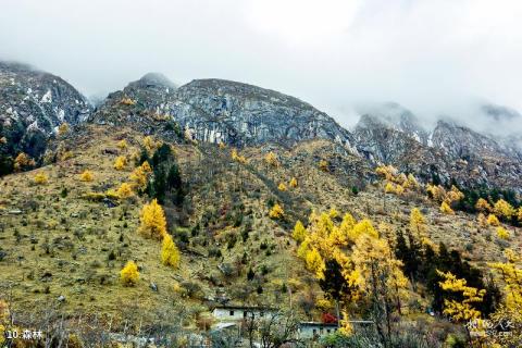 阿坝毕棚沟风景区旅游攻略 之 森林