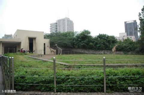 重庆动物园旅游攻略 之 长颈鹿馆