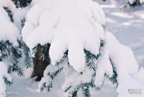 平山驼梁山风景区旅游攻略 之 绿林雪挂