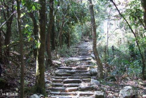 云南哀牢山国家级自然保护区旅游攻略 之 茶马古道