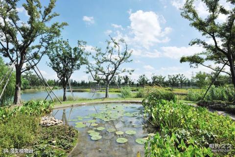 上海辰山植物园旅游攻略 之 湿生植物园