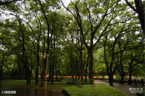 宁波阿育王寺旅游攻略 之 绿树成荫