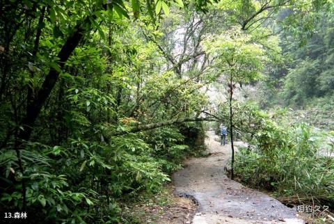 镇远高过河风景区旅游攻略 之 森林