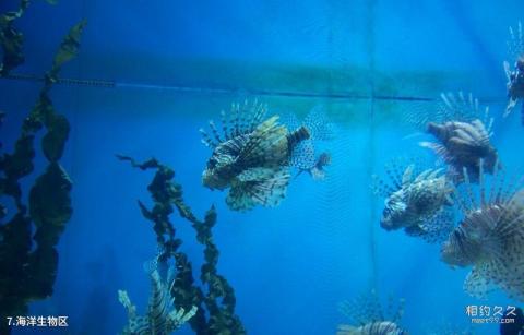 青岛极地海洋世界旅游攻略 之 海洋生物区