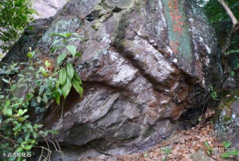 福州兔耳山景区旅游攻略 之 远古松化石