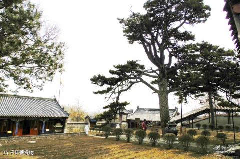 沈阳猪踪朝阳寺旅游攻略 之 千年菩提树