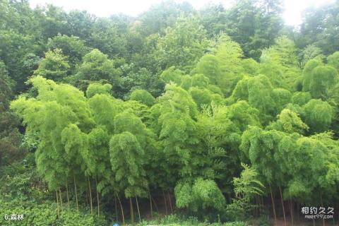 怀化钟坡风景区旅游攻略 之 森林