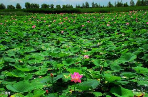 双鸭山安邦河湿地公园旅游攻略 之 植物