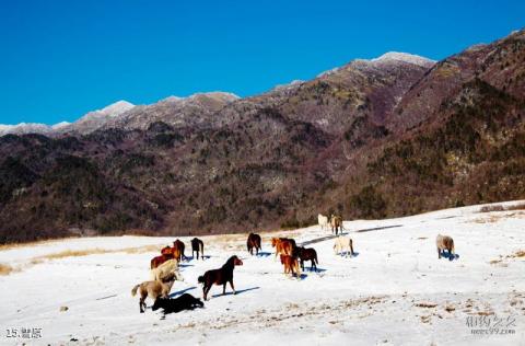 巫溪红池坝风景区旅游攻略 之 雪原