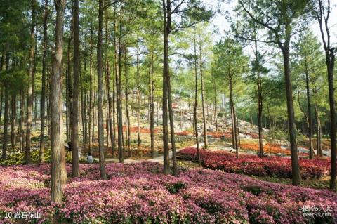 重庆涪陵大木花谷林下花园旅游攻略 之 岩石花山