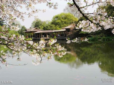 杭州西湖风景名胜区旅游攻略 之 花港观鱼