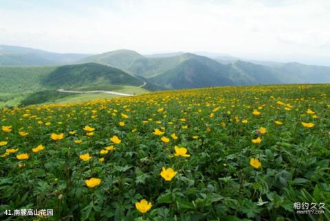 长白山景区旅游攻略 之 南麓高山花园