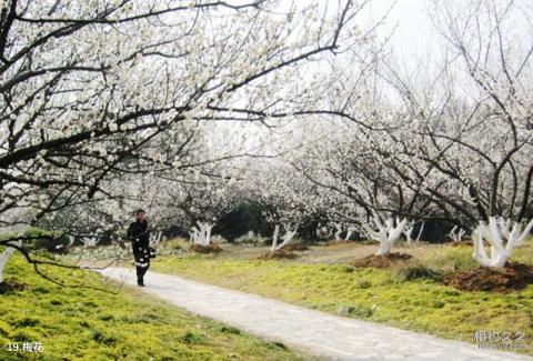 合肥植物园旅游攻略 之 梅花