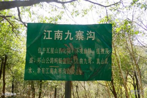 句容九龙山风景名胜区旅游攻略 之 原始森林