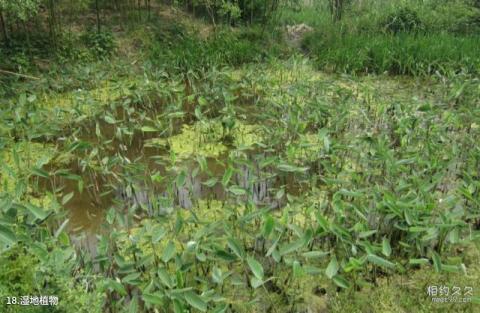 下渚湖国家湿地公园旅游攻略 之 湿地植物