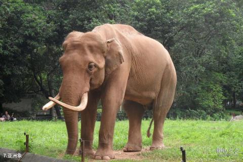 云南南滚河国家级自然保护区旅游攻略 之 亚洲象
