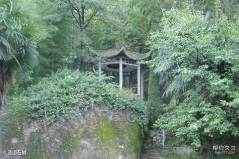 安庆大龙山景区旅游攻略 之 灵山石树