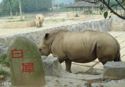 重庆野生动物世界旅游攻略 之 犀牛馆