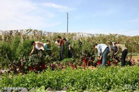 葫芦岛葫芦山庄旅游攻略 之 生态种植采摘园