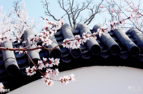 天津桃花园堤旅游攻略 之 桃花