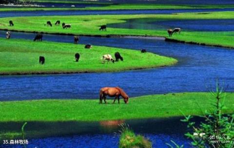 黄龙风景名胜区旅游攻略 之 森林牧场