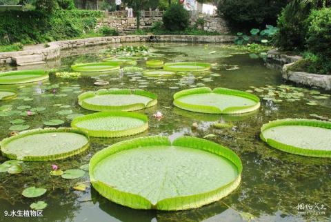 西安植物园旅游攻略 之 水生植物区