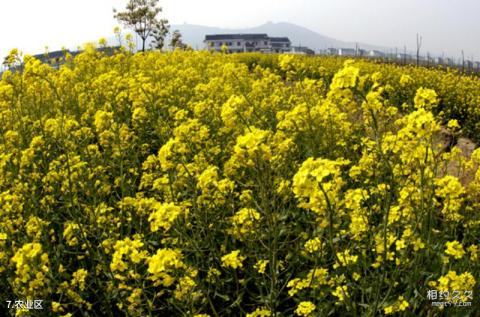 江苏江阴华西村旅游攻略 之 农业区