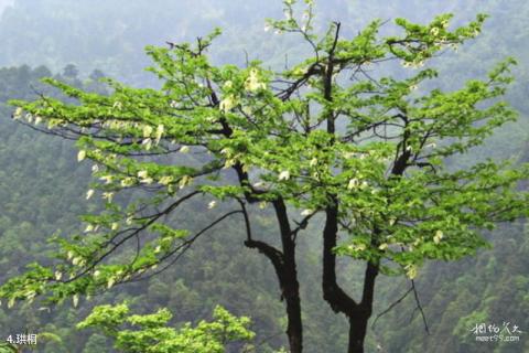 重庆大巴山国家级自然保护区旅游攻略 之 珙桐