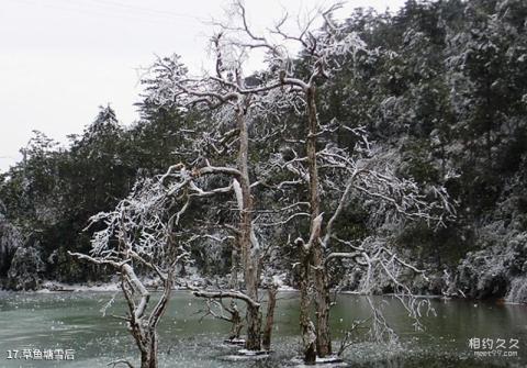 景宁草鱼塘森林公园旅游攻略 之 草鱼塘雪后