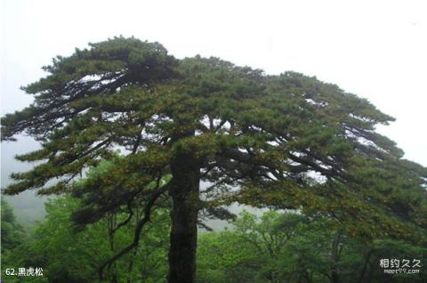 黄山风景区旅游攻略 之 黑虎松