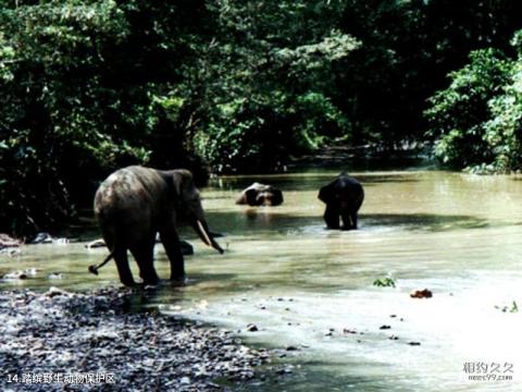 马来西亚沙巴岛旅游攻略 之 踏缤野生动物保护区