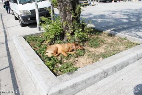 香港贝澳营地旅游攻略 之 庸懒的狗