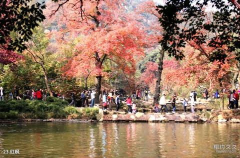 苏州天平山风景区旅游攻略 之 红枫