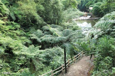 宜宾七洞沟旅游景区旅游攻略 之 桫椤沟