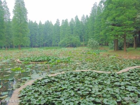 武汉东湖风景区旅游攻略 之 水生花卉区