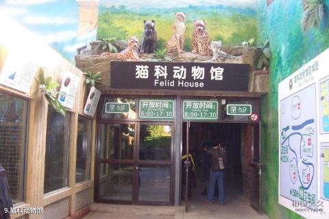 北京动物园旅游攻略 之 猫科动物馆