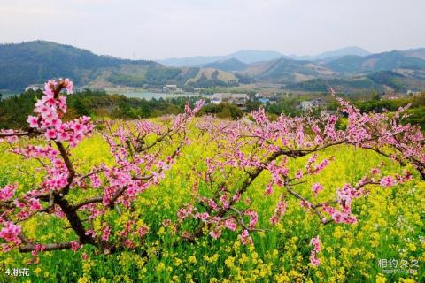 长兴城山沟旅游攻略 之 桃花