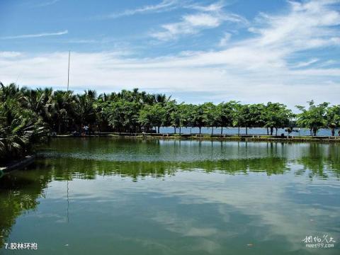 海口南丽湖风景区旅游攻略 之 胶林环抱